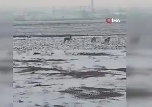 Aç kalan kurt sürüsü Iğdır ovasına indi