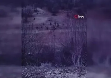 Adana'da çiftçilerin domuz nöbeti
