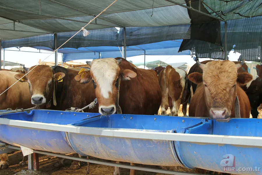 Kurban eti kimlere verilir? Kurban eti en az kaç kişiye dağıtılır? Kurban eti dağıtımı nasıl olmalı? Diyanet açıklaması 16