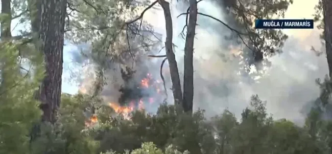 Kızıl Çam ormanları kül oluyor! A Haber’de tüm Türkiye mesaj: Ormanlarımıza sahip çıkalım