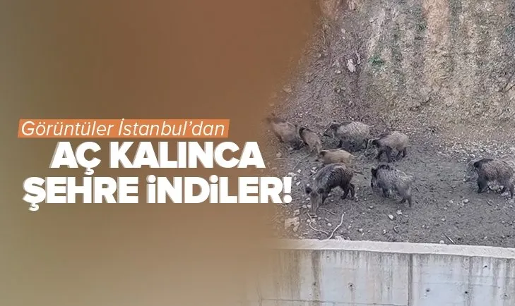 Görüntüler İstanbul’dan! Aç kalan domuzlar şehir merkezine indi