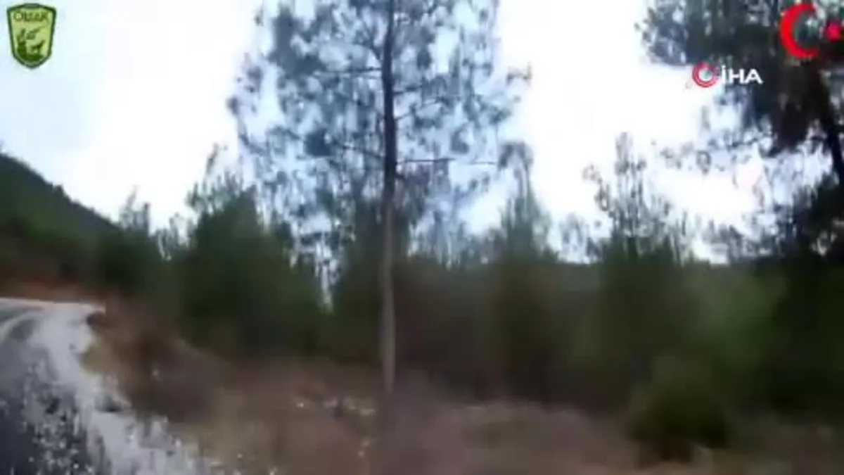 Bilecik'te domuzları avlayan 1 avcı yaralandı