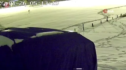 Aç kalan kurtlar köpeği parçaladı