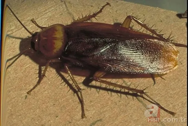 Hamam böceğini korkudan ters döndürecek bitki; Kaçacak delik arayacaklar! Garantili haşere uzaklaştırıcı... 3