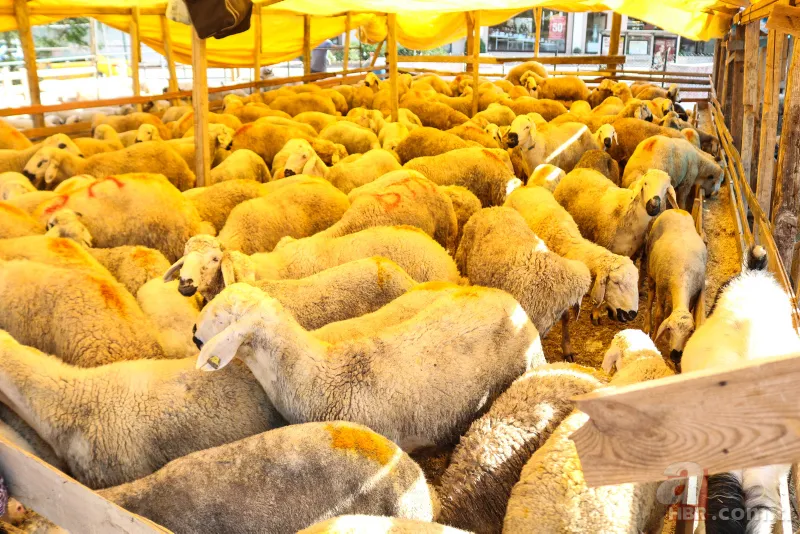 Kurbanlık fiyatları netleşti! Kurbanlık fiyatları son dakika il il açıklandı: 2022 koyun, keçi, dana fiyatları ne kadar, kaç TL oldu? 7