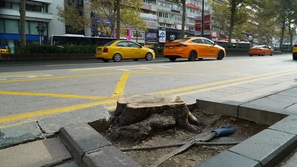 Mansur Yavaş bir gecede onlarca ağacı doğradı! Ankaralılar isyanda: Gezi'de ağaçları savunanlar ağaçları katlediyor - 2