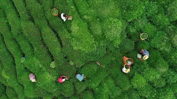 2023 çay desteklemeleri ne zaman ödenecek? Çay destekleme 2023 ne kadar olacak, açıklandı mı? Rize, Artvin, Trabzon... - 3