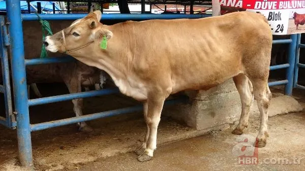 Kurban Bayramı'na saatler kala hareketli dakikalar! Kiminin kolu çatladı, kiminin boğası kaçtı 19