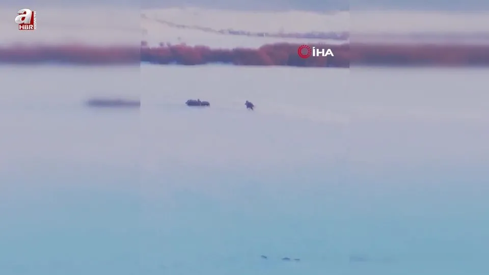 Ardahan’da sürü halinde ortaya çıktılar