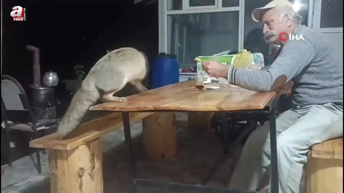 Bağ evinin akşam misafirleri: Tilki ailesi