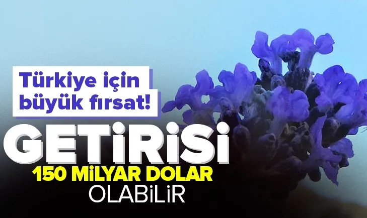 Türkiye’nin tıbbi aromatik bitkilerden geliri 150 milyar dolar olabilir