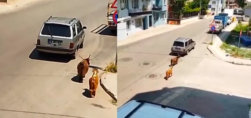 Bursa’da keçilere eziyet kamerada! Araca bağlayıp kilometrelerce koşturdu