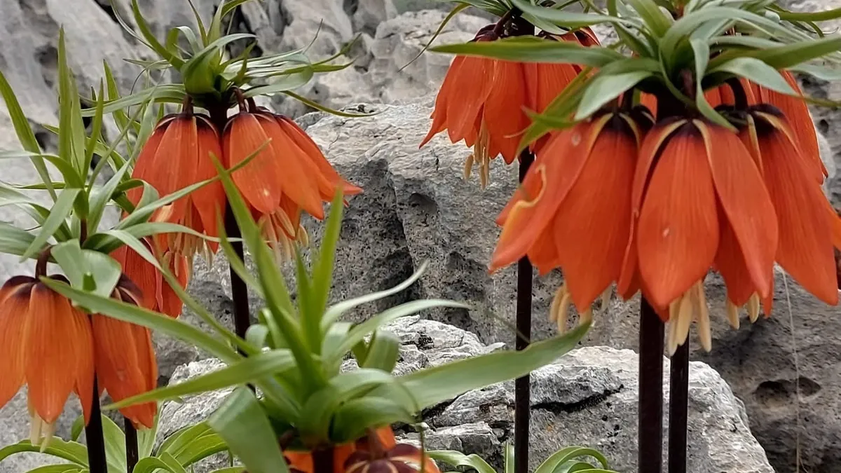“Ağlayan Gelin” Diyarbakır’da açtı, koparana 700 bin TL ceza!