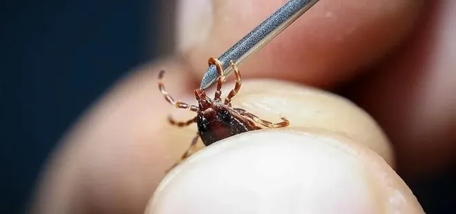 Yozgat'ta kene kabusu! 1 haftada 255 vaka