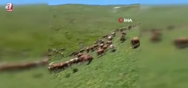 Posof’ta yayla mevsimi başladı