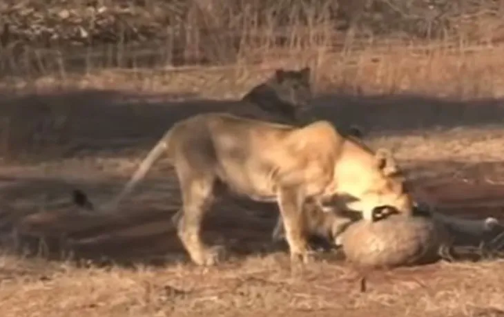 Ormanın kralı aslan ile zırhlı pangolinin yaşam mücadelesi 🦁 Bazen pes etmek gerekir