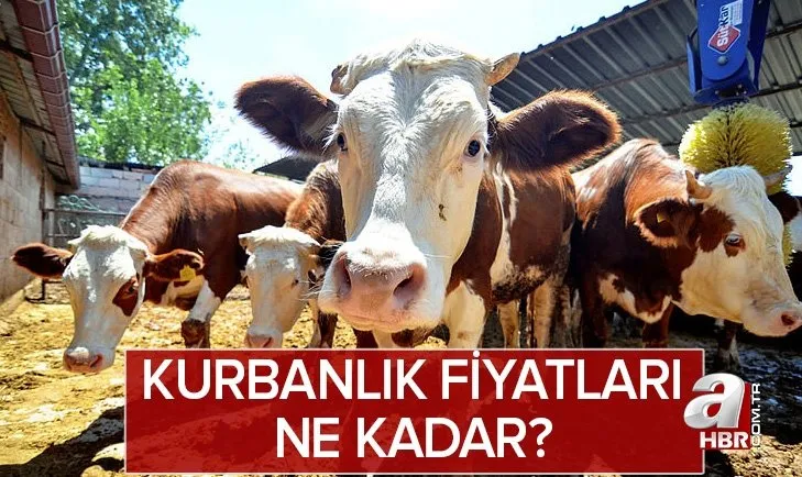 Kurbanlık fiyatları için beklenen açıklama: 2022 küçükbaş, büyükbaş (koyun, keçi, sığır) kurbanlık fiyatları ne kadar?