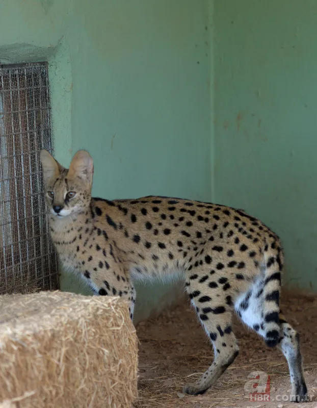 Kedigillerin en zor bulunan türü | İstanbul'da lüks bir malikanede ele geçirildi! Nesli neredeyse hiç kalmadı 11