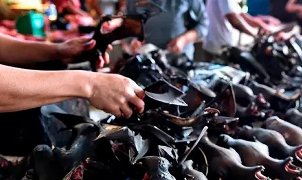 DSÖ koronavirüsün hayvanlardan insanlara nasıl geçtiğini araştıracak