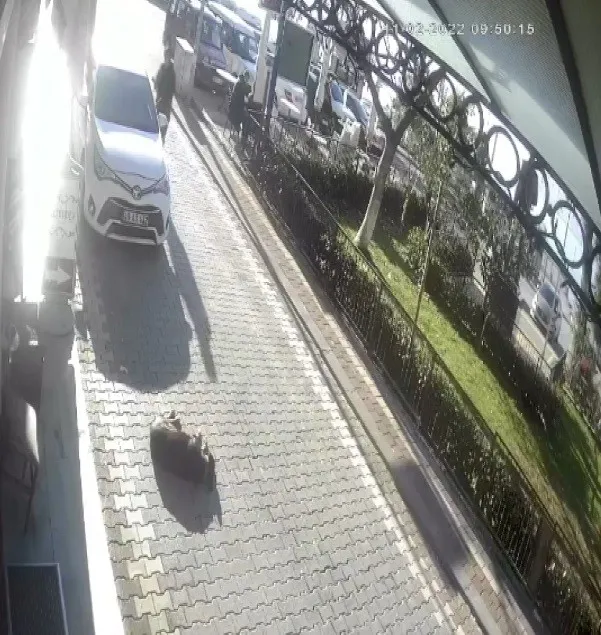 arabasiyla-yolda-yatan-kopegin-uzerinden-gecti-o-anlar-kamerada-1645795595590.jpg Arabasıyla yolda yatan köpeğin üzerinden geçti! O anlar kamerada - 4