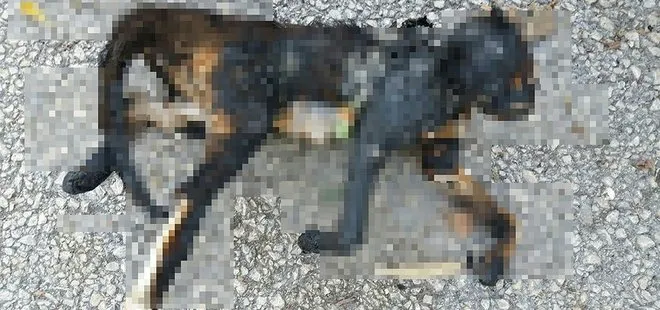 Bursa’da vahşet! Yakılarak telef edilen kedi buldu