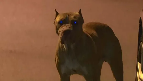 Sokak ortasında kadına saldırmışlardı! İstanbul Sultangazi'de sokak köpekleri tehlike saçmaya devam ediyor - 1