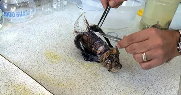 Akdeniz’i etkisi altına alan aslan balığında ’kısmi felç’ tehlikesi! İşte yapılacak işlemler