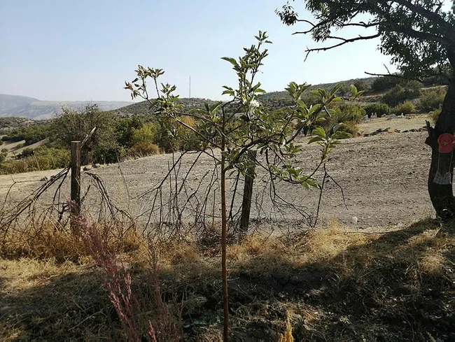 Sonbaharda elma ağacı çiçek açtı; üreticiler şaşkına döndü - 1