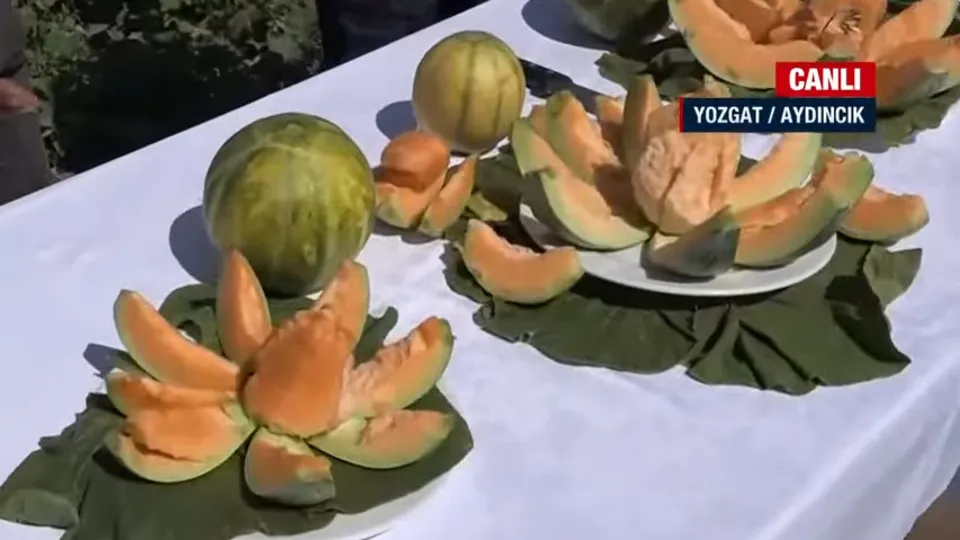 Bağrıbütün kavunu hasadı başladı