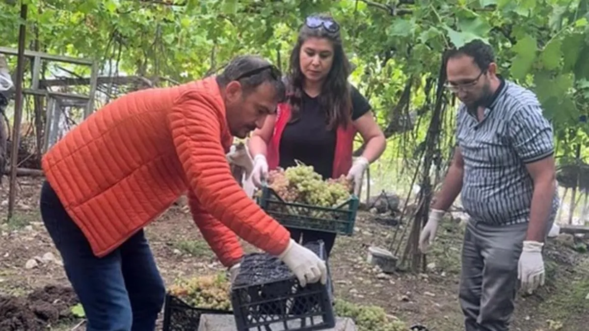 Muğla'da pestisit denetimi: Bazı üzümlerde yasaklı madde tespit edildi