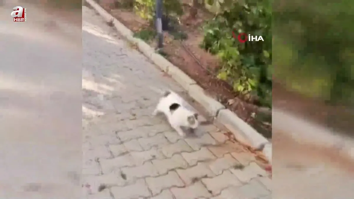 Kedi ile farenin oyunu kamerada