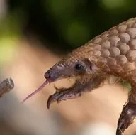 Koronavirüsün benzeri “Pangolin” isimli memelide kesin olarak bulundu! Uzmanlar uyardı