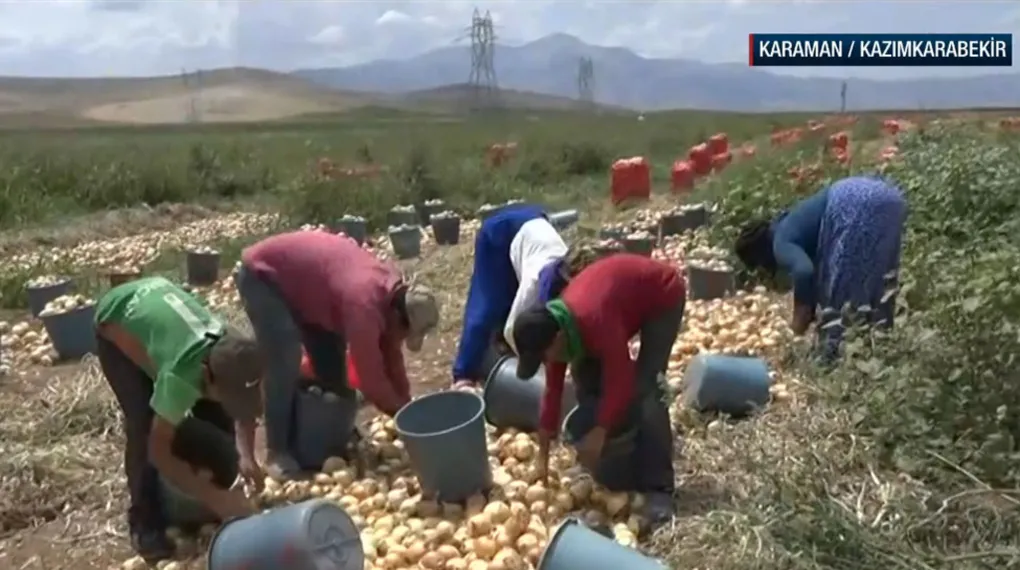 Kazımkarabekir'de soğan hasadı başladı