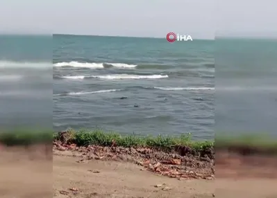 Yaban ördekleri şöleni: 11 kuşluk sürü görüntülendi