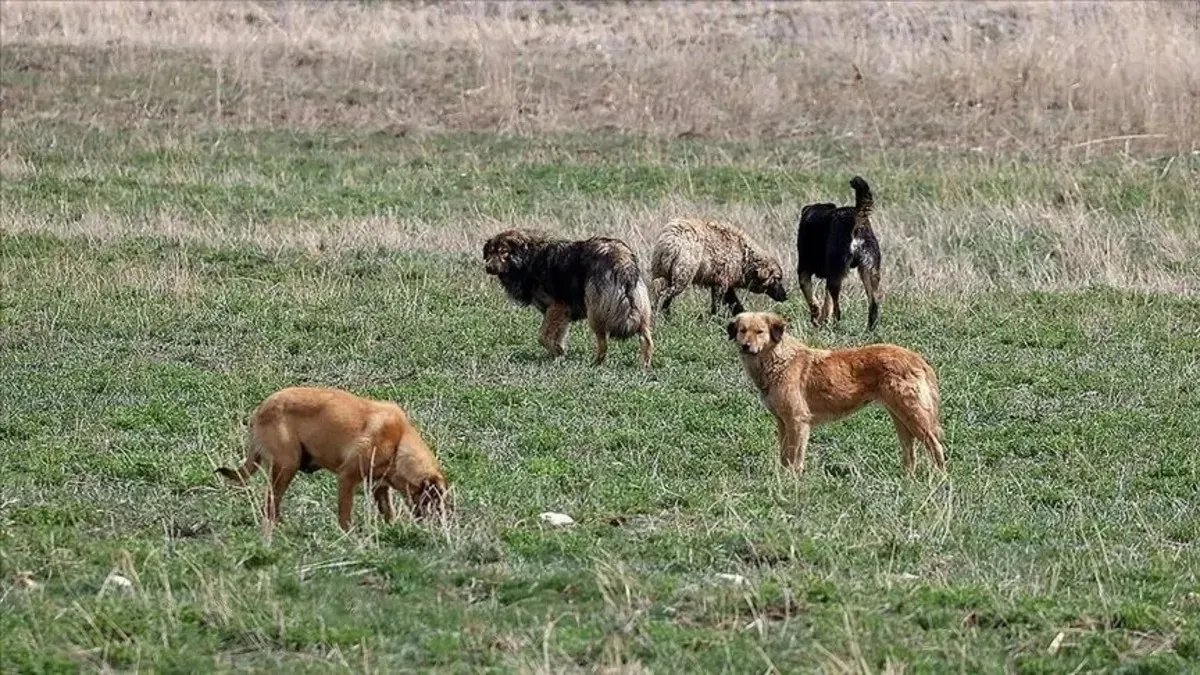 Halfeti'deki köpek saldırısı için müfettiş görevlendirildi