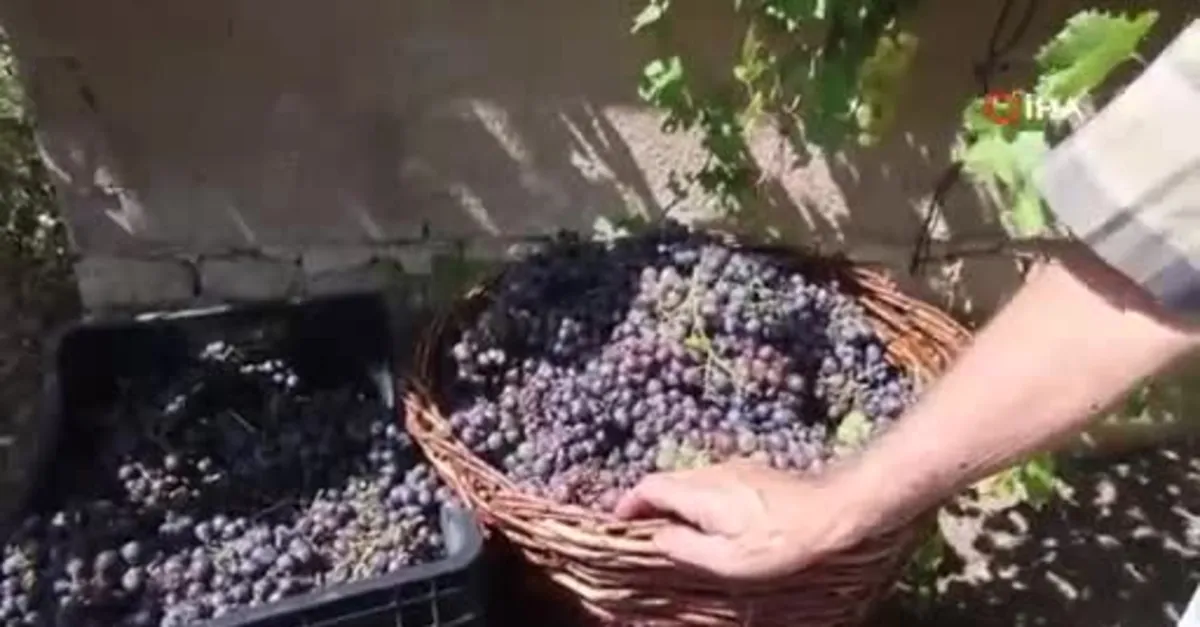 Üzümün asmadan pekmez yolculuğu
