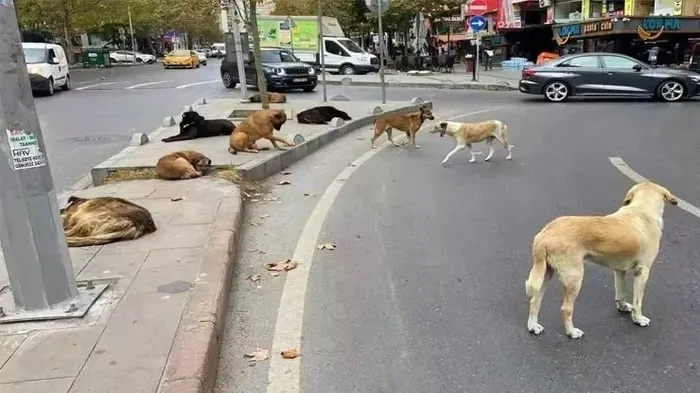 Isparta'da yaşlı adam köpek saldırısı nedeniyle hayatını kaybetti - 1