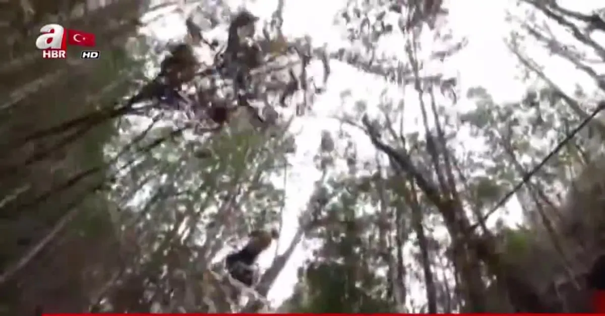 Avustralya ormanlarında gizli operasyon