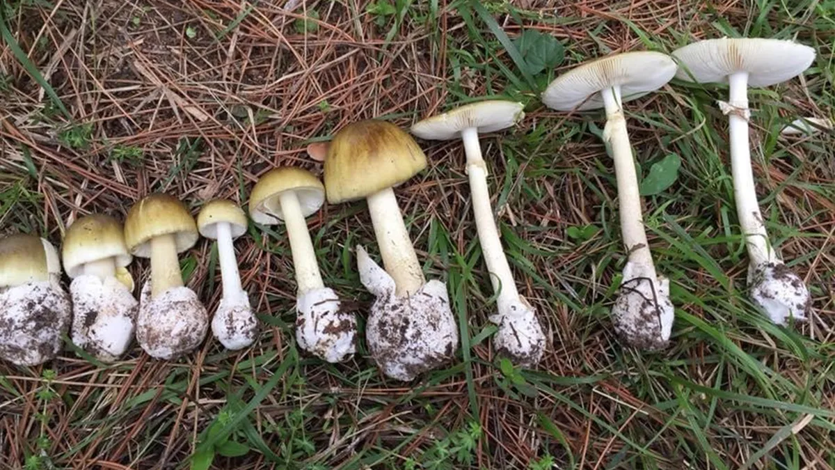 Mantar sezonu başladı: Uzmanlar zehirlenmelere karşı uyardı