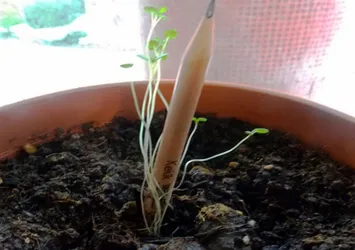 Çiçek açan kurşun kalem görenleri şaşırtıyor!