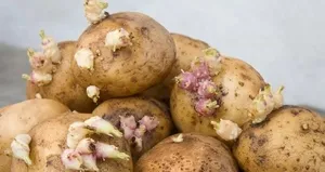 Patatesi böyle saklayın! Filizlenme sorununu ortadan kaldırıyor