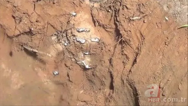 Kırmızı karıncalardan batmayan sal! Haftalarca yüzebiliyorlar 24