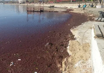 Marmara Denizi kıyıları kızıla boyandı! Uzman isimden açıklama: Telaş yapmaya gerek yok