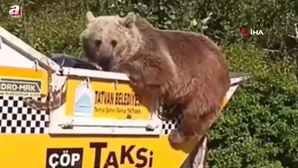 Ayı çöp kamyonetinde yiyecek aradı