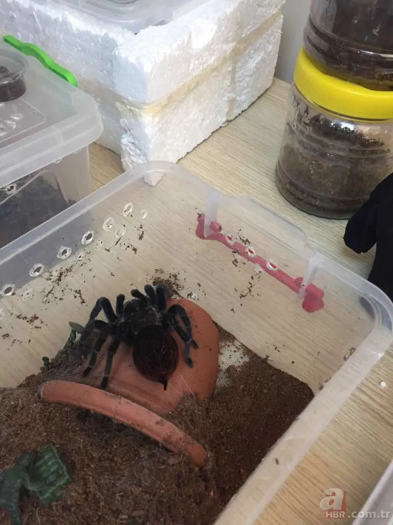 Terör operasyonundan tarantula çıktı 12