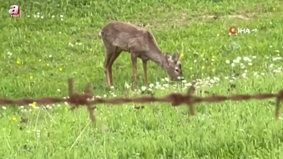 Yaylada otlayan karaca kamerada