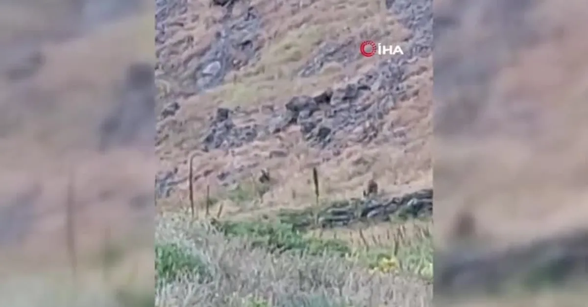 Vahşi doğada ölümcül karşılaşma! Ayı yavrularını…