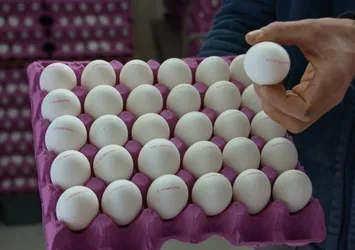 Yumurtalarda kod uygulaması başlıyor