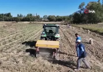 Kümbet'te patates hasadı başladı