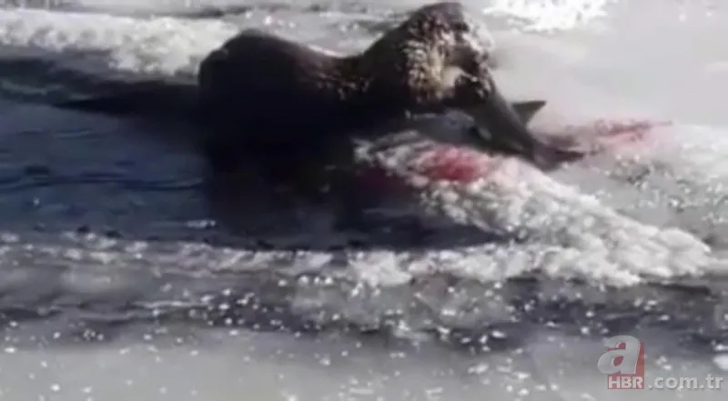 O ilimizde kıyıya yaklaşınca fark edildi! Hemen telefona sarıldılar 4